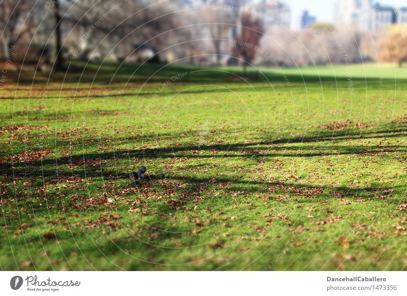allein im Park Natur Tier Herbst Gras Blatt Wiese Stadt Nagetiere Eichhörnchen 1 sitzen klein Umwelt New York City Central Park Manhattan Schatten Farbfoto