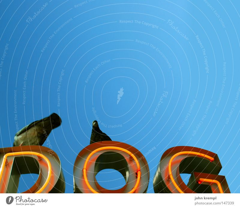 dog Hund Imbiss Taube Vogel Himmel Blauer Himmel blau Leuchtreklame Werbung rot strahlend Gastronomie Hotdog würstelstand stadtaffe
