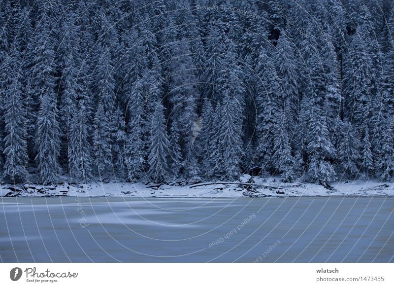 Frozen Lake Natur Landschaft Sturm Eis Frost Schnee Schneefall Wald dunkel kalt blau schwarz weiß Farbfoto Außenaufnahme Textfreiraum unten Textfreiraum Mitte