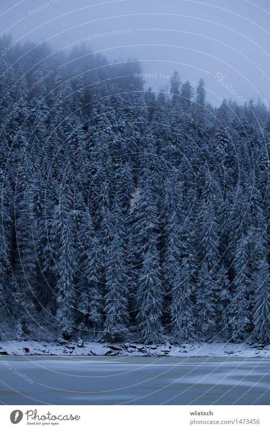 Frozen Spigot Natur Landschaft schlechtes Wetter Eis Frost Schnee Schneefall Wald Urwald authentisch bedrohlich kalt blau Farbfoto Außenaufnahme