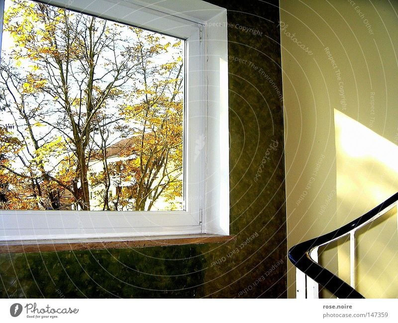 Willkommen Herr Herbst Licht ruhig Physik Baum Fenster Idylle Wärme Treppe