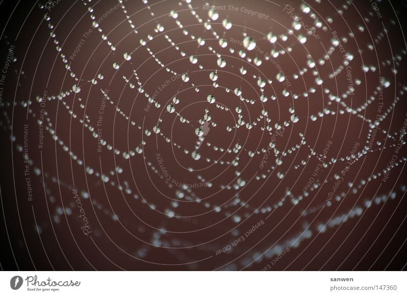 hängen geblieben Wassertropfen Regen Nebel Morgennebel Tau hängend Stoff Spinngewebe Makroaufnahme Nahaufnahme Netz Netzwerk gewebt spinnenseide Nähgarn