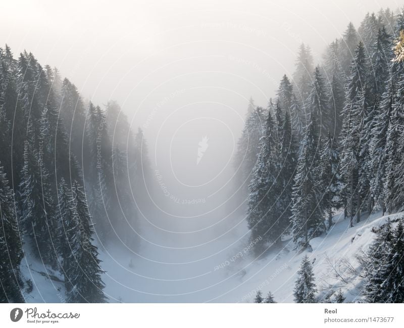 Nebeltal Natur Landschaft Urelemente Winter Schönes Wetter Schnee Pflanze Baum Tanne Wald Berge u. Gebirge Nadelwald Tal dunkel schwarz weiß ruhig Nebelwald