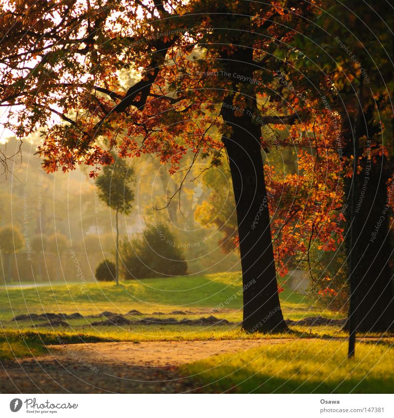 Potsdam08 | Herbst Park Wald Baum mehrfarbig Blatt Baumstamm Gegenlicht Silhouette schwarz rot braun grün Dunst ruhig Schlosspark