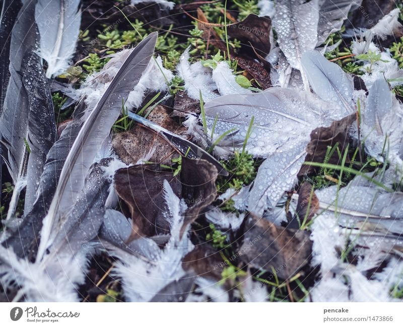 grausam | fressfeinde Urelemente Erde Park Vogel Taube Zeichen Fressen Jagd kämpfen authentisch gruselig kaputt wild Tod Feindschaft Feder Blut Natur
