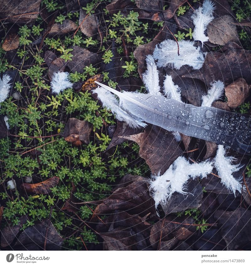 verbissen | federn lassen Natur Urelemente Erde Herbst Winter Regen Pflanze Blatt Garten Park Vogel Zeichen Tropfen bezahlen fallen fliegen Fressen Jagd kämpfen