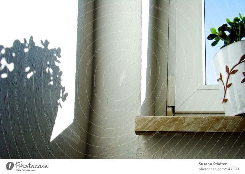 Schattengewächs Pflanze Topf Raufasertapete Wand Blumentopf Affenbrotbaum Fensterbrett Erde Luft Zimmerpflanze Nacht Tag Ikea