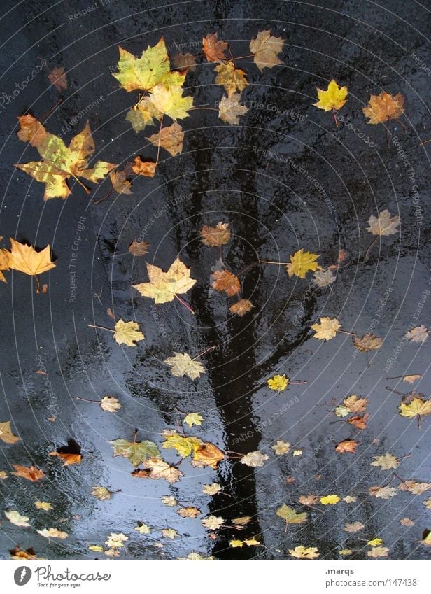 Die Blätter sind gefallen Baum Blatt nass kalt feucht Herbst Asphalt Reflexion & Spiegelung Vergänglichkeit Regen Straße Wasser reflektion Sinnbild ...