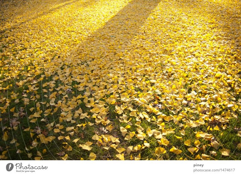 Ginkgo-Farbverlauf Umwelt Natur Pflanze Herbst Baum Blatt Park einfach Unendlichkeit natürlich schön gelb gold grün Farbfoto mehrfarbig Außenaufnahme
