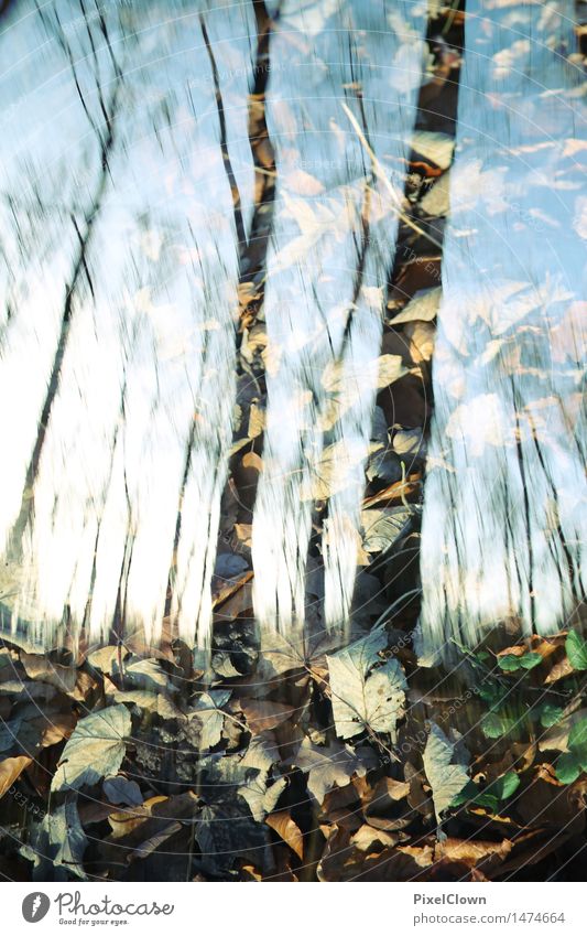 Wald Stil harmonisch Wohlgefühl Meditation Ferien & Urlaub & Reisen wandern Landwirtschaft Forstwirtschaft Kunst Natur Landschaft Tier Sonnenlicht Herbst Wind