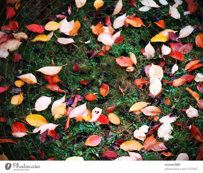 Am Boden Zerstört - Herbsttag Blatt Natur rein schön ästhetisch mehrfarbig blau Schönes Wetter Wind Blätterdach grün Blattgrün Ende Jahreszeiten rot gelb