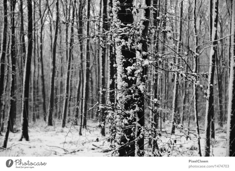 Winter Stil Ferien & Urlaub & Reisen Tourismus Winterurlaub wandern Landwirtschaft Forstwirtschaft Pflanze Baum Park Wald Urwald frieren kalt schön schwarz weiß