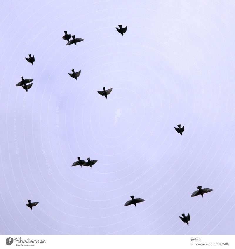 3 Paare, 9 Singles Vogel Himmel fliegen Formation blau Luftverkehr Geschwindigkeit Silhouette Krieg Vogelschwarm Brandenburg vogelwelt Profil