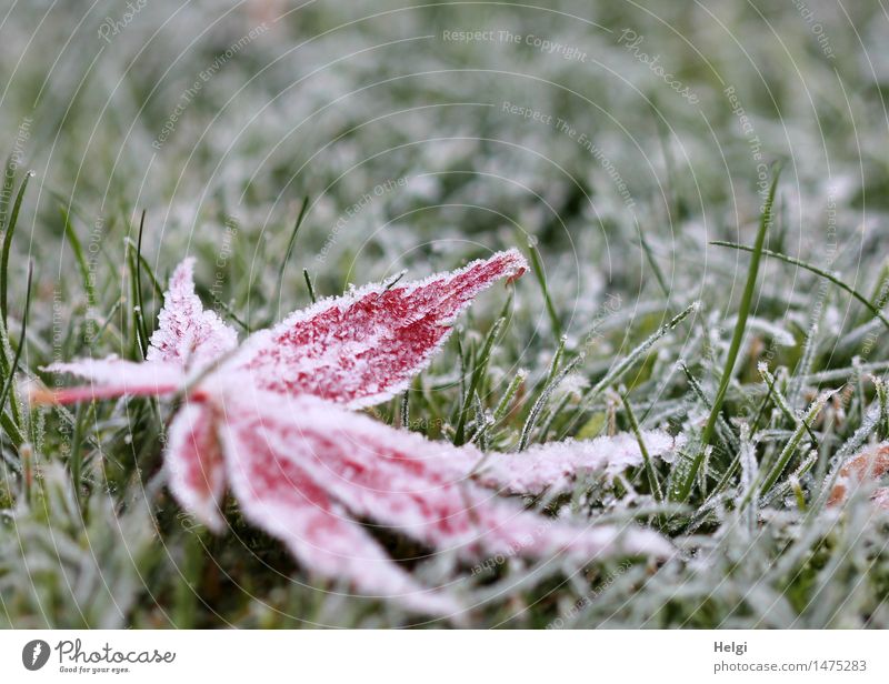 gefroren... Umwelt Natur Pflanze Winter Eis Frost Gras Blatt Ahornblatt Garten frieren liegen außergewöhnlich kalt natürlich grün rot weiß ruhig einzigartig