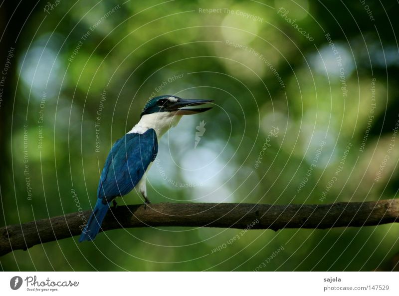 schreihals sprechen Tier Baum Urwald Vogel beobachten Kommunizieren schreien sitzen blau schwarz weiß Kontrolle Schreihals Warnung Eisvögel Schnabel Hinterteil