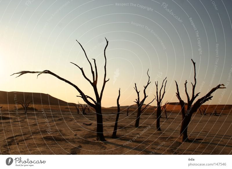 ausgestorben Wüste Baum Tod vertrocknet trocken Schatten Geäst Zweige u. Äste Namibia Dead Vlei Sossusvlei Einsamkeit Düne Landschaftsformen Riss