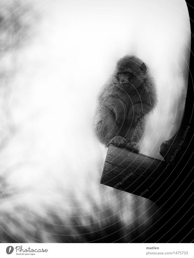 shit weather Winter schlechtes Wetter Nebel Baum Tier Tiergesicht Fell Pfote 1 frieren stehen dunkel kalt Berberaffen mißmut Schwarzweißfoto Außenaufnahme
