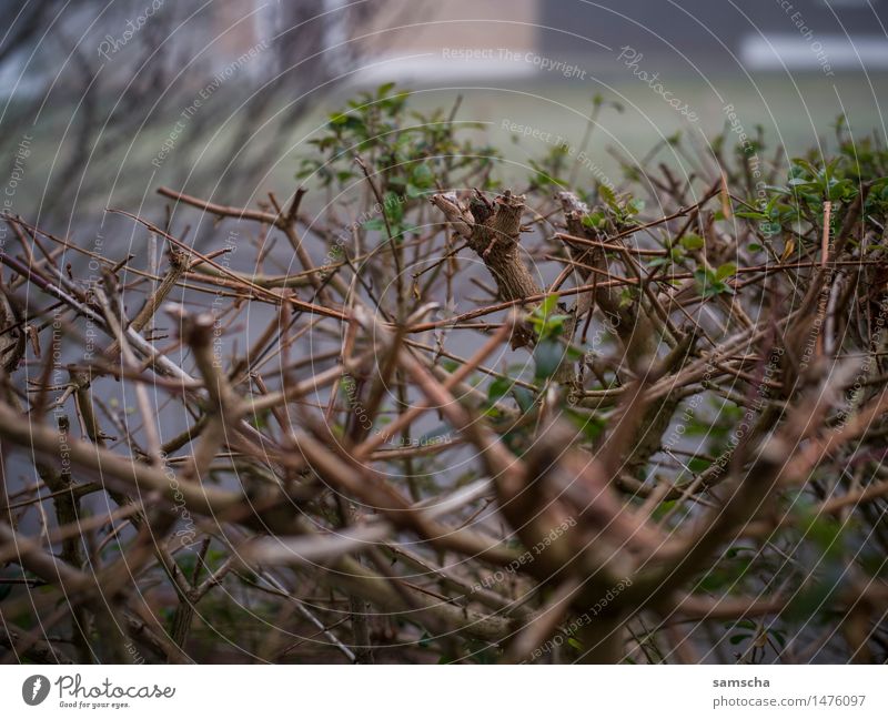 Wo ist der Schnee? IV Garten Umwelt Natur Pflanze Frühling Herbst Winter Klima Klimawandel Wetter schlechtes Wetter Nebel Sträucher kalt nah nass trist braun