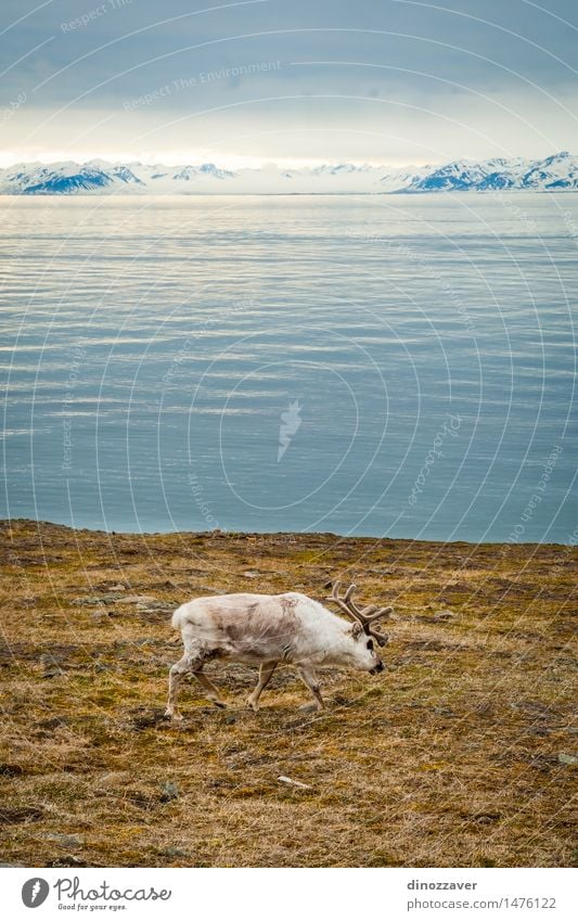 Rentier Essen Sommer Meer Schnee Berge u. Gebirge Mann Erwachsene Natur Landschaft Tier Gras Wald Pelzmantel nass natürlich wild braun weiß Arktis Spitzbergen