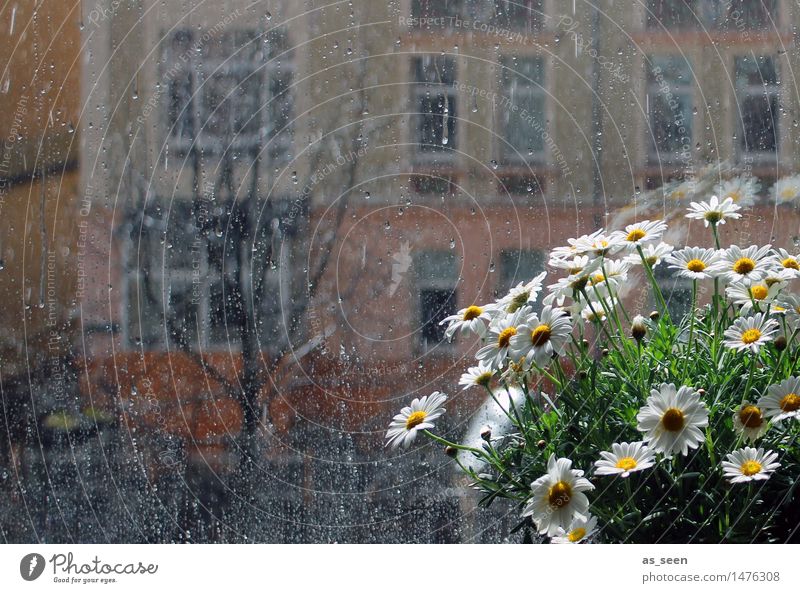 Am Fenster ruhig Wohnung Raum Pflanze Sonne Blume Margerite Kamille Blüte Topfpflanze Blumentopf Blühend ästhetisch hell gelb grün orange weiß Gefühle