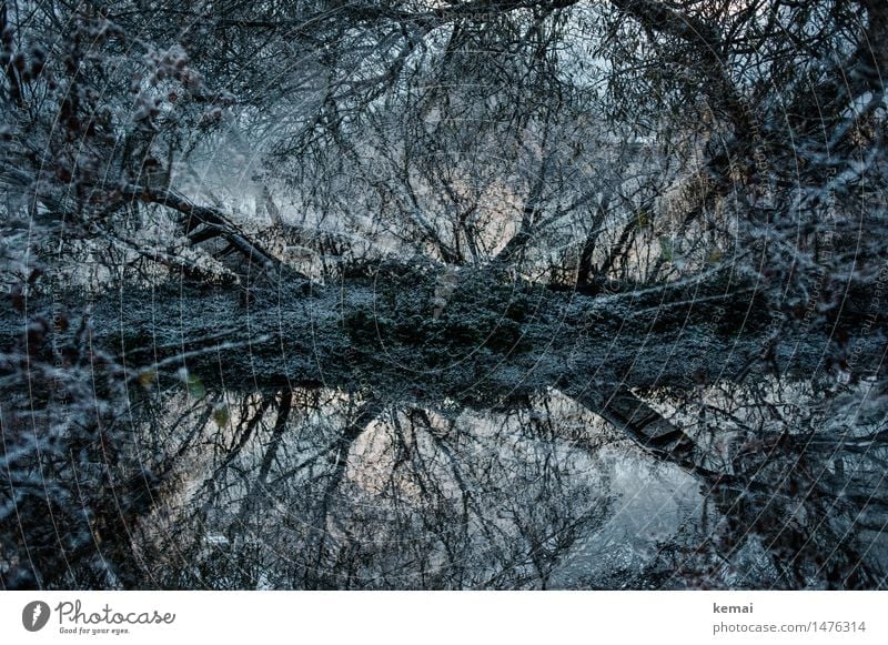 Winterwelt Abenteuer Umwelt Natur Landschaft Pflanze Wasser Eis Frost Schnee Baum Zweig Ast Flussufer Bach außergewöhnlich bedrohlich dunkel kalt Einsamkeit
