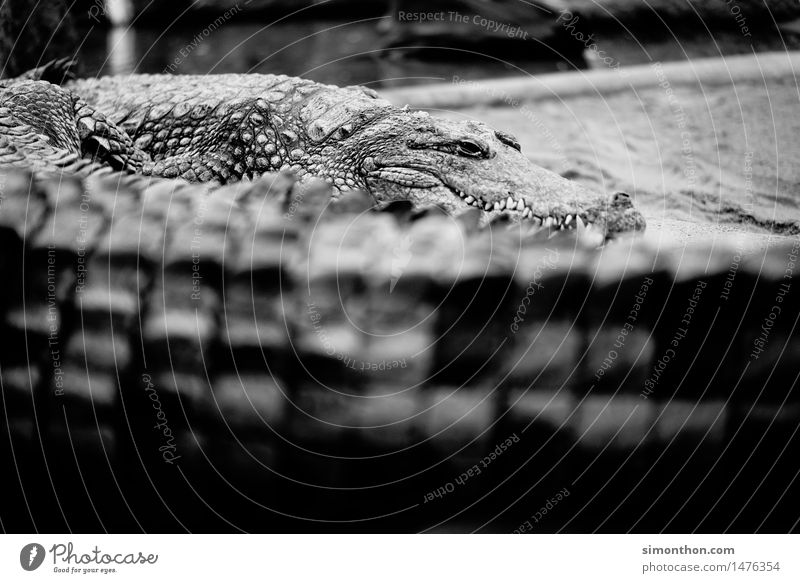 Krokodil Natur Tier Wildtier Schuppen Zoo 1 Tiergruppe Aggression bedrohlich gigantisch listig stark Angst Schwarzweißfoto Tierporträt