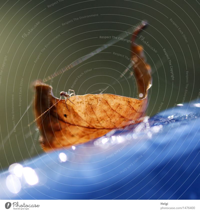 am seidenen Faden... Umwelt Natur Pflanze Tier Wassertropfen Herbst Blatt Park Spinne 1 Kunststoff alt glänzend krabbeln liegen dehydrieren authentisch