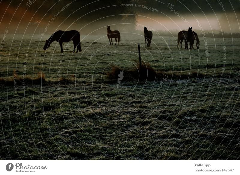 das wird ein schöner tag Pferd ästhetisch Anmut Nebel Morgen Sonnenaufgang Wiese Gras Wassertropfen Seil Tau Tier Umwelt Natur harmonisch Reiten Nüstern