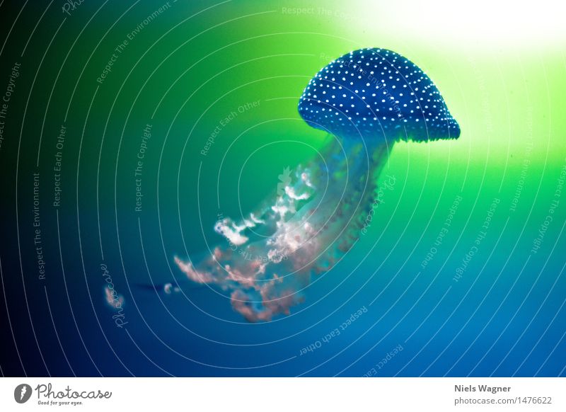 Jellyfish Natur Wasser Wellen Meer Tier Qualle Ferien & Urlaub & Reisen frisch blau grün Farbfoto mehrfarbig Nahaufnahme Unterwasseraufnahme Kunstlicht Kontrast