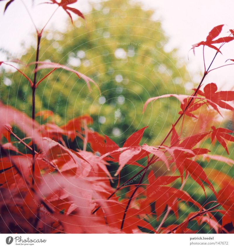 [HH08.4] Rot auf Grün Blatt Sträucher Baum Ahorn Herbst Pflanze rot grün Unschärfe Park Natur Himmel Außenaufnahme