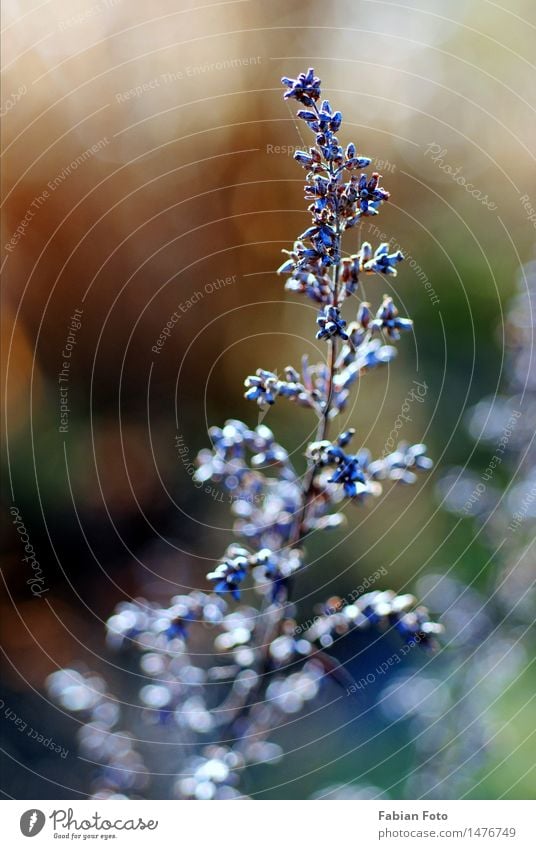 Winteranfang Natur Pflanze Eis Frost Sträucher Park Wiese entdecken Wachstum blau violett Blütenknospen Farbfoto Außenaufnahme Nahaufnahme Detailaufnahme