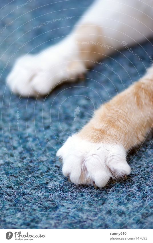 ich zeig dir die Krallen ... Katze Pfote Angriff Katzenpfote Teppich Detailaufnahme Säugetier Krallen zeigen