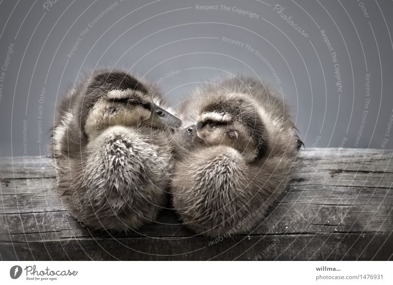Zwei Entenküken kuscheln sich aneinander 2 Tier sitzen niedlich Zusammensein Kuscheln weich Gedeckte Farben Entenvögel Paar Holzbalken