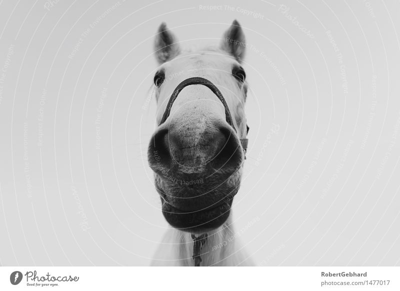 Ein Pferd sieht in die Kamera Freizeit & Hobby Tier Haustier Nutztier Tiergesicht Zoo 1 atmen Fressen Lächeln Blick stehen kuschlig nah Neugier Freude