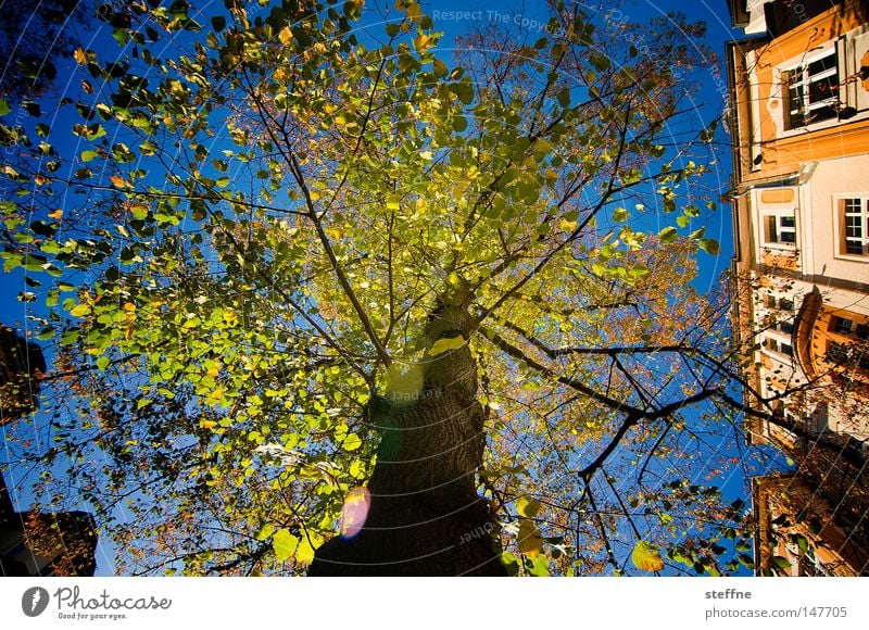 märchenhaft Baum Märchen Märchenwald Licht Stimmung grün Beleuchtung Jugendstil Herbst