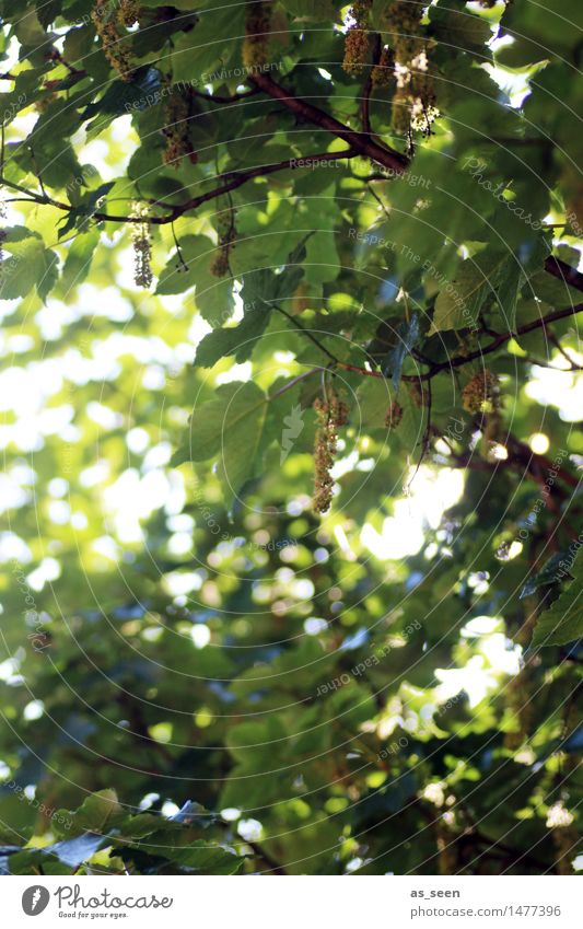 Blätterdach Wellness Leben harmonisch Sinnesorgane Erholung ruhig Freizeit & Hobby Sommer Sonne Garten Umwelt Natur Schönes Wetter Baum Blatt Blüte Ahorn
