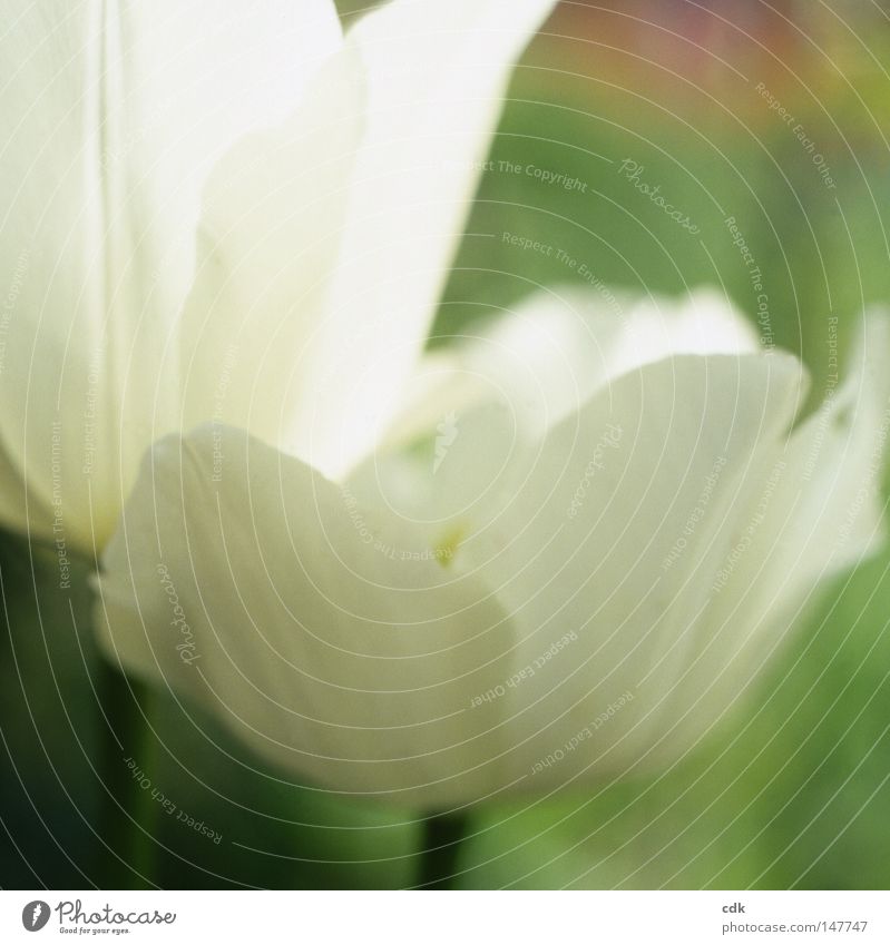 Weiße Tulpen | Unschuld. Blume Blüte Blütenblatt Stengel weiß grün Leben organisch schön zart weich sensibel Anmut Vergänglichkeit zerbrechlich verwundbar Duft