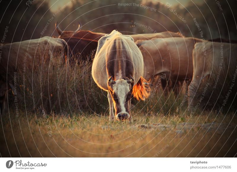 Kühe Herde im orange Abendlicht schön Sommer Menschengruppe Natur Landschaft Tier Wärme Gras Wiese Kuh Fressen stark wild Bauernhof Großgrundbesitz heimisch