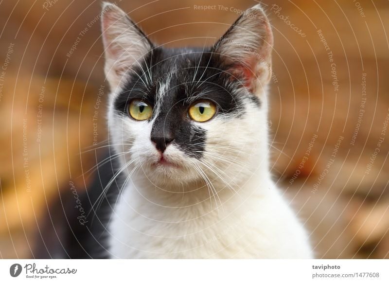 süße gesprenkelte Katze schön Gesicht Frau Erwachsene Tier Pelzmantel Behaarung Haustier natürlich niedlich schwarz weiß heimisch Säugetier gefleckt jung Auge