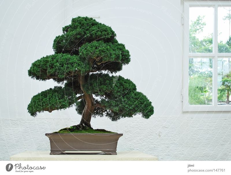 Bonsaiästhetik Asien Baum China Japan harmonisch Miniatur Pflanze Reifezeit Wachstum Freundlichkeit heilig Leben Lebewesen Kontinente Buddhismus Ausstellung