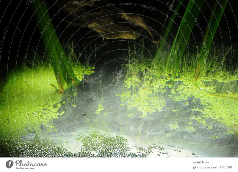 KAPUT - und am Ende war Licht Aquarium Algen Wasserpflanze Grünpflanze Schatten Wasseroberfläche Froschperspektive Sog Hintergrundbild grün Lichtbrechung