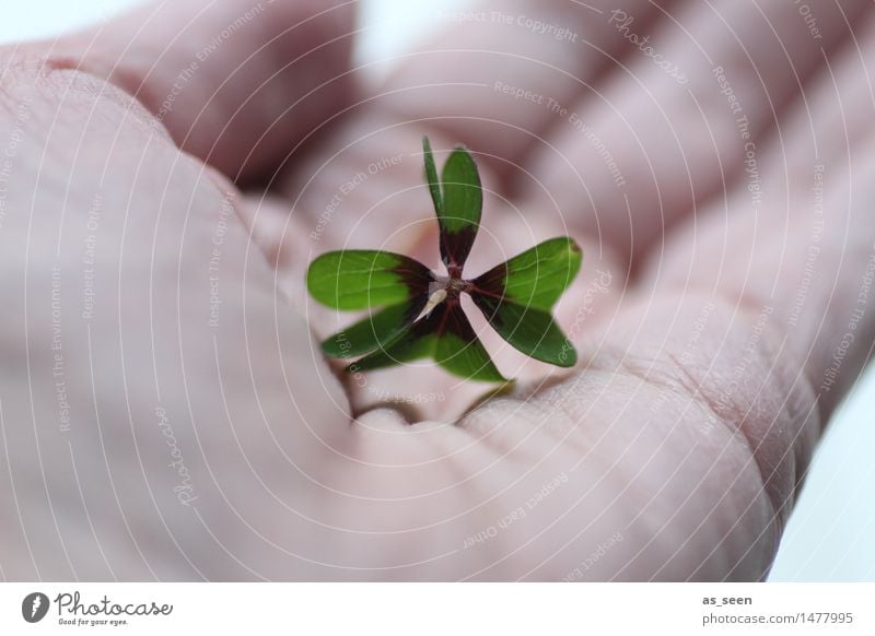 Glücksmoment Lifestyle Wellness harmonisch Meditation Muttertag Natur Grünpflanze Kleeblatt Zeichen berühren Freundlichkeit natürlich positiv rund grün Gefühle