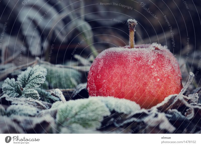 eiskalt Winter Eis Frost Apfel Garten Märchenwald Dornröschen Adam Erkenntnis frieren leuchten dunkel Gesundheit lecker saftig sauer rot Überraschung bizarr