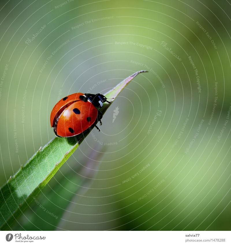 Start ins Glück? Umwelt Natur Pflanze Tier Frühling Sommer Blatt Käfer Flügel Siebenpunkt-Marienkäfer Insekt Glücksbringer 1 krabbeln klein oben grün rot
