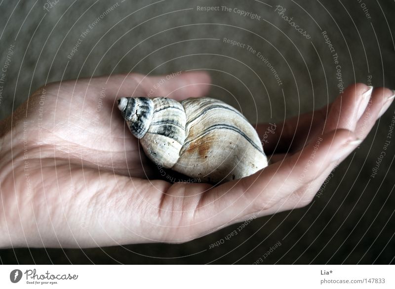 Scheckenhaus in der Hand Finger Natur Schnecke Muschel berühren festhalten tragen authentisch klein Wahrheit Zukunftsangst Frieden Kontakt nachhaltig Schwäche