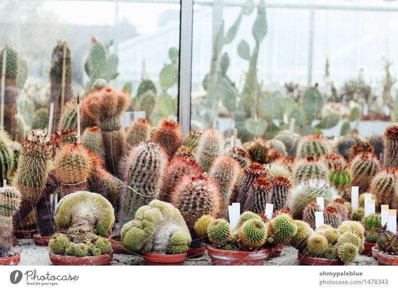 sukkulente Pflanze Kaktus Grünpflanze Topfpflanze exotisch Wüste kurzhaarig langhaarig Zopf einzigartig Leben Sucht Surrealismus Team Teamwork glashaus