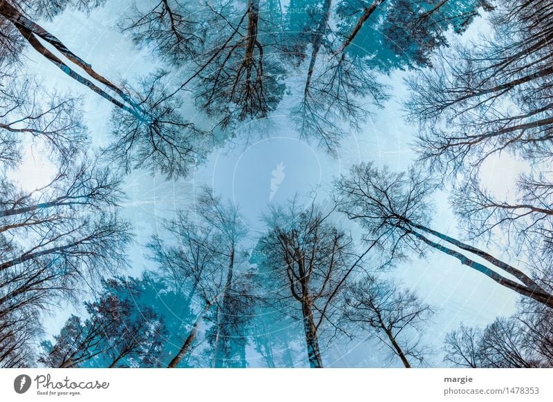 Riesige Bäume ragen zum Himmel Umwelt Natur Pflanze Tier Herbst Winter Klima Wetter Eis Frost Baum Blatt Grünpflanze Nutzpflanze Wald Holz Wachstum blau türkis