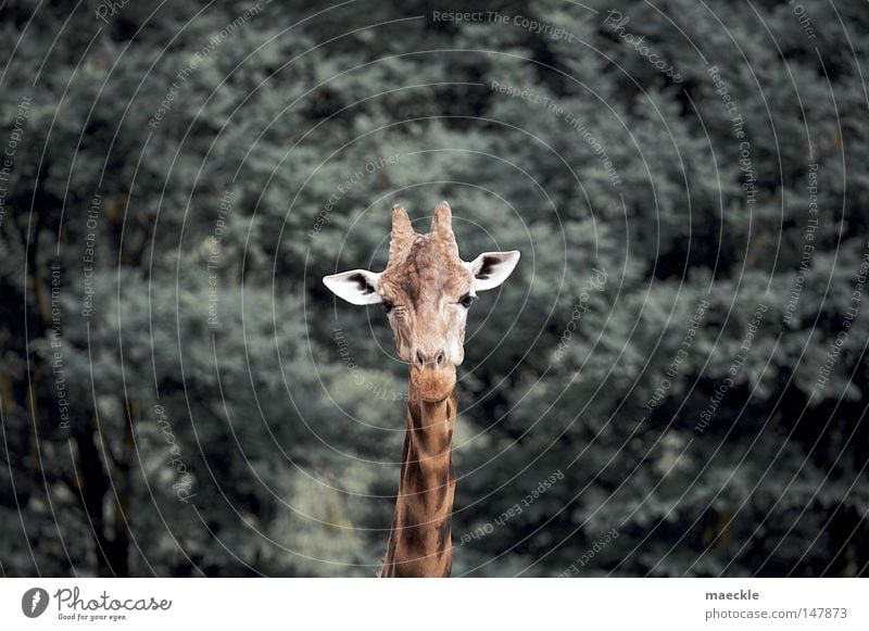 Giraffe Natur Tier Perspektive Wildnis Afrika exotisch Neugier Säugetier