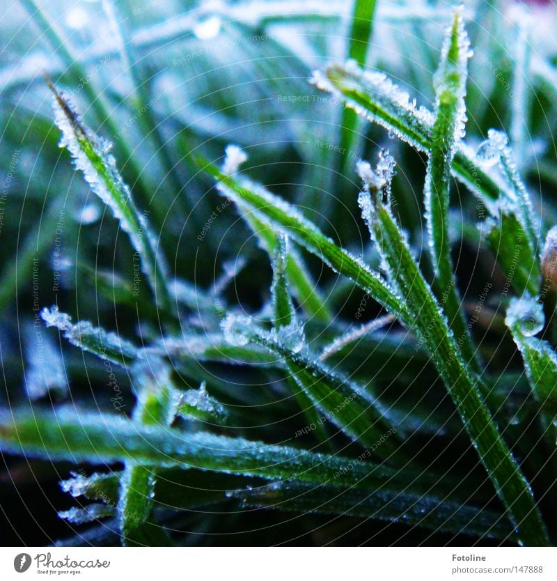 frostige Zeiten brechen an Eis Frost Raureif kalt Schnee Gras Rasen Sportrasen Winter Herbst dunkel gefroren grün weiß Erde Boden Pflanze Morgen Sonnenaufgang