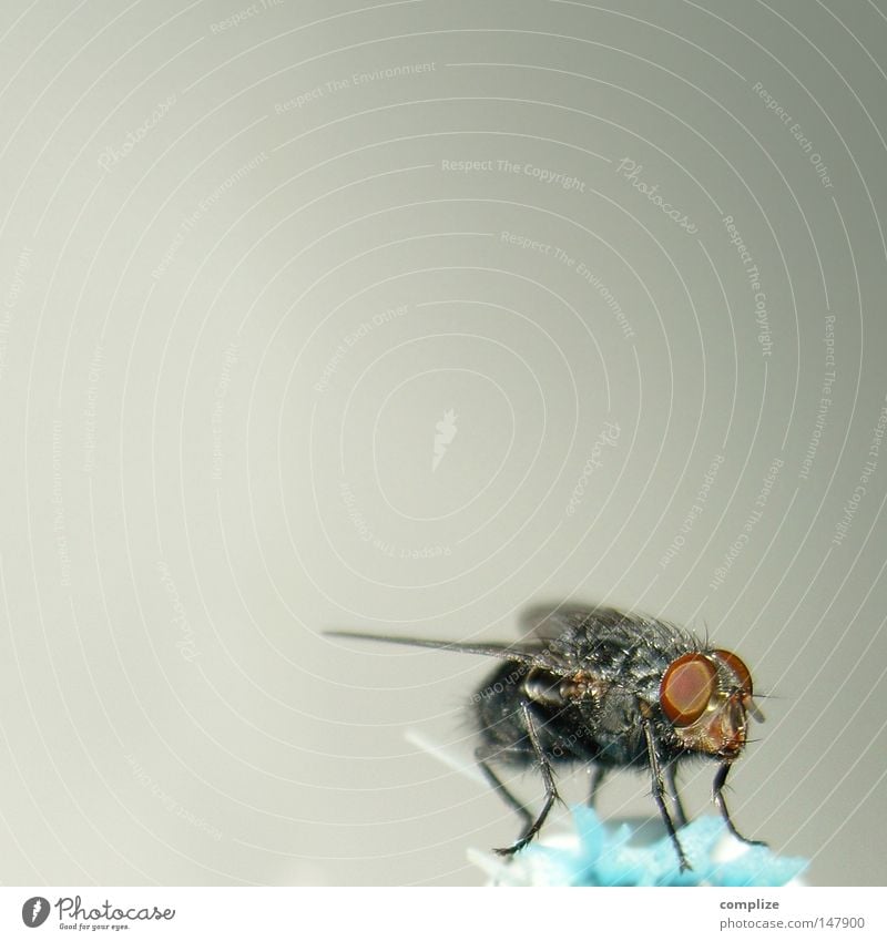 Billigflug-Gesellschaft Insekt Facettenauge ruhig Pause Fliege Rüssel obskur sitzen Flügel Schädlinge Nahaufnahme Hintergrund neutral Textfreiraum